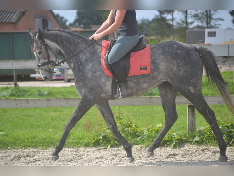 Sonstige Rassen Stute 3 Jahre 157 cm Schimmel in Breda