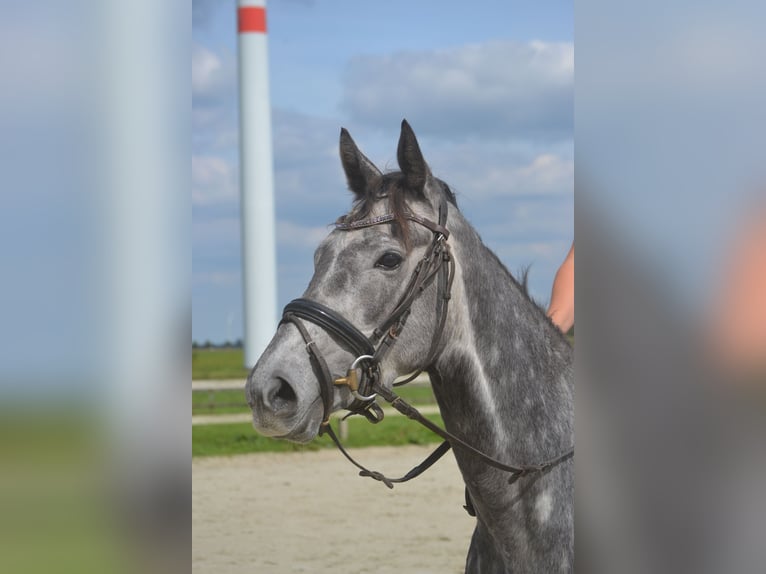 Sonstige Rassen Stute 3 Jahre 157 cm Schimmel in Breda