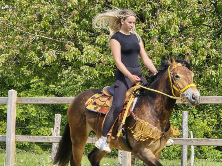 Sonstige Rassen Stute 3 Jahre 158 cm Brauner in Linkenbach