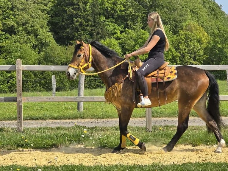 Sonstige Rassen Stute 3 Jahre 158 cm Brauner in Linkenbach