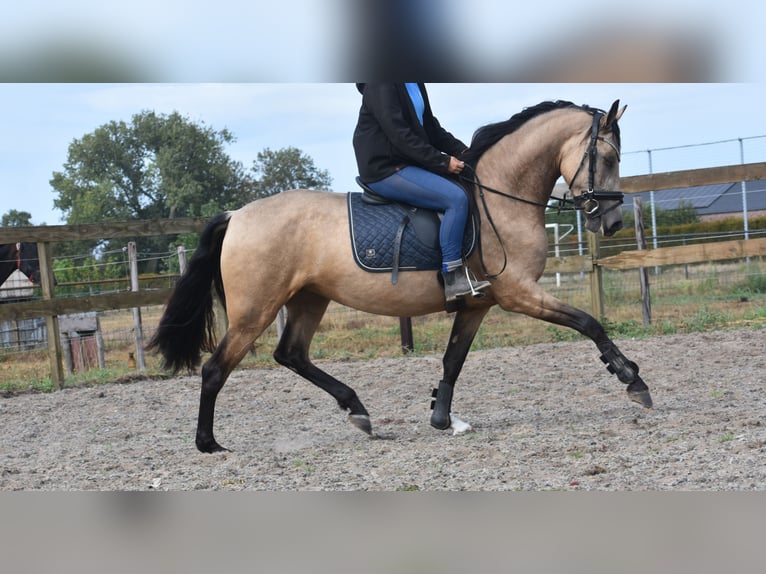 Sonstige Rassen Stute 3 Jahre 158 cm Buckskin in Achtmaal