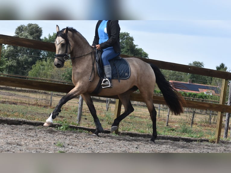 Sonstige Rassen Stute 3 Jahre 158 cm Buckskin in Achtmaal