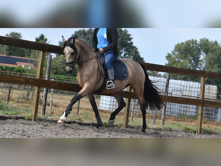 Sonstige Rassen Stute 3 Jahre 158 cm Buckskin in Achtmaal