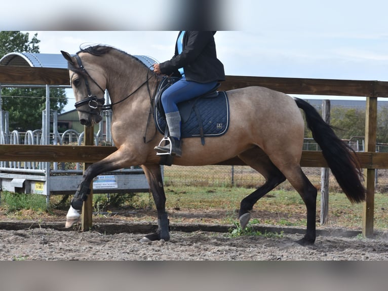 Sonstige Rassen Stute 3 Jahre 158 cm Buckskin in Achtmaal