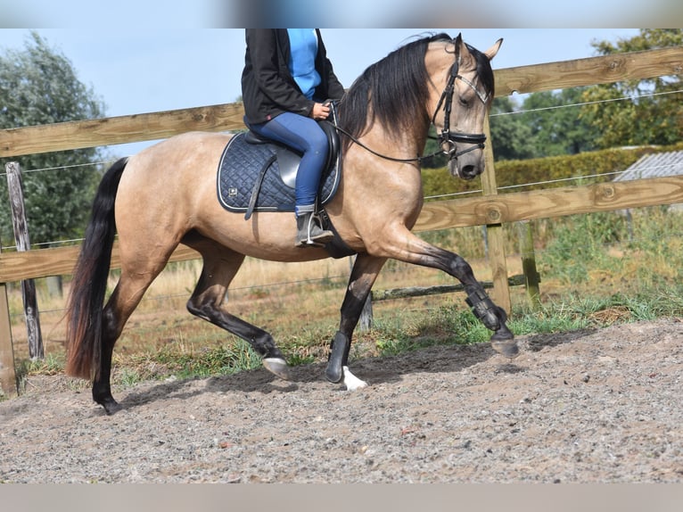 Sonstige Rassen Stute 3 Jahre 158 cm Buckskin in Achtmaal
