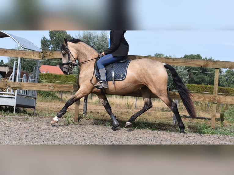 Sonstige Rassen Stute 3 Jahre 158 cm Buckskin in Achtmaal