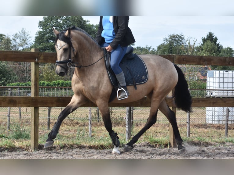 Sonstige Rassen Stute 3 Jahre 158 cm Buckskin in Achtmaal
