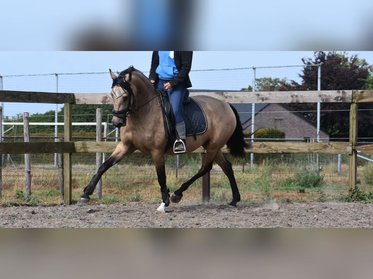 Sonstige Rassen Stute 3 Jahre 158 cm Buckskin in Achtmaal