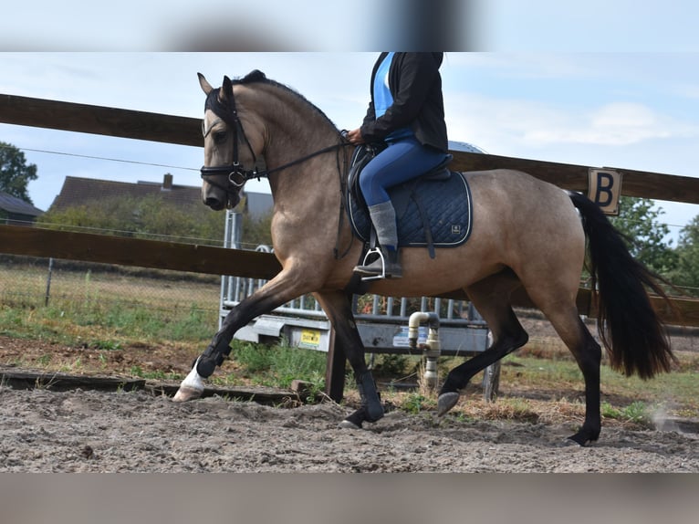 Sonstige Rassen Stute 3 Jahre 158 cm Buckskin in Achtmaal