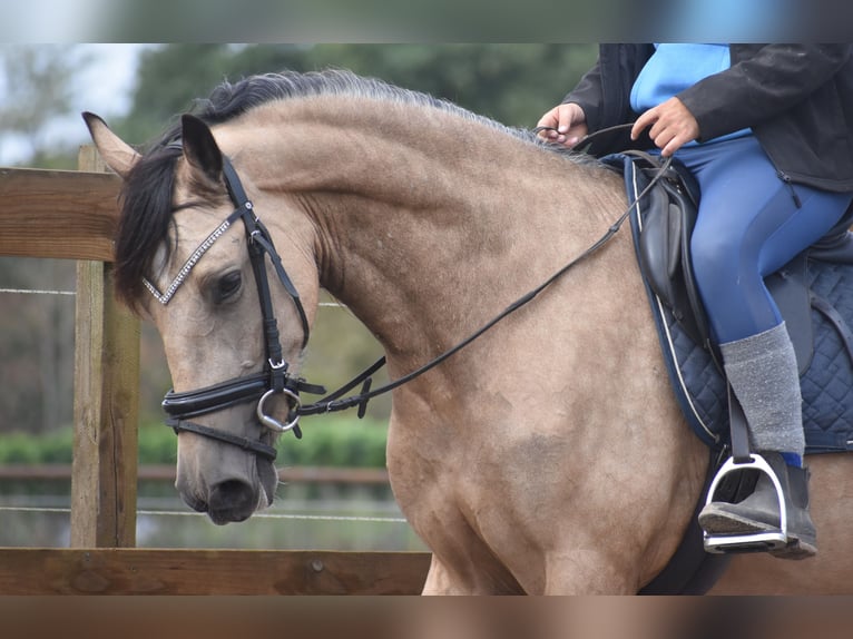 Sonstige Rassen Stute 3 Jahre 158 cm Buckskin in Achtmaal