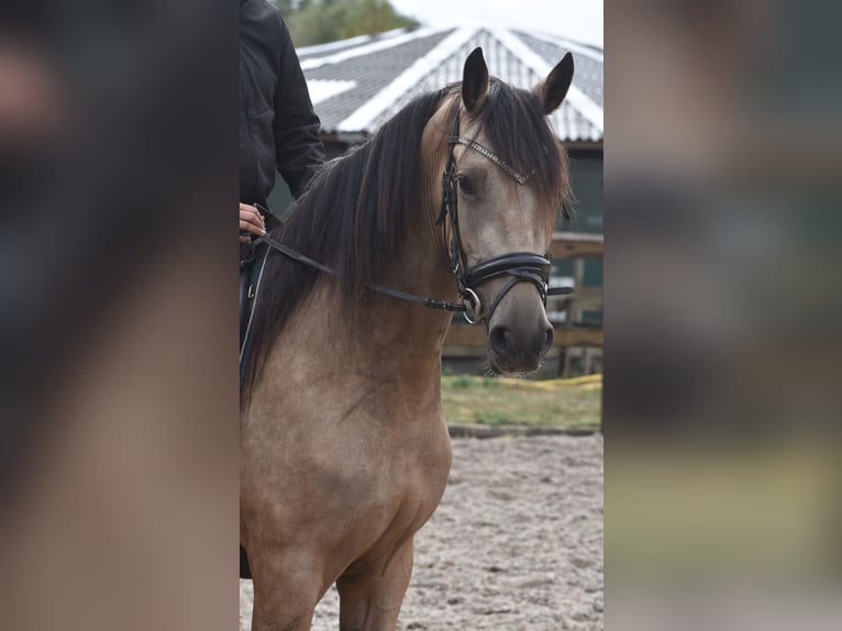 Sonstige Rassen Stute 3 Jahre 158 cm Buckskin in Achtmaal