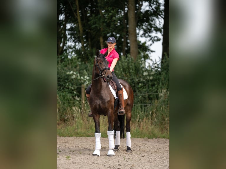 Sonstige Rassen Stute 3 Jahre 158 cm Dunkelbrauner in Emden