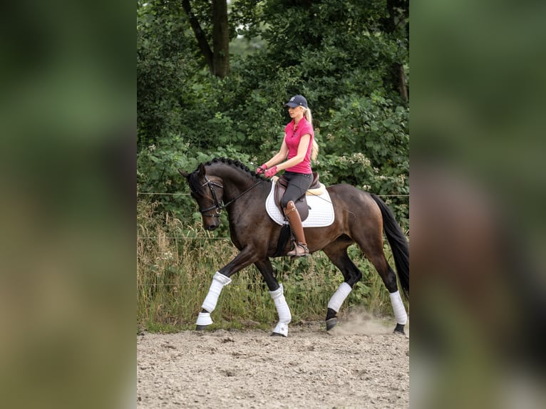 Sonstige Rassen Stute 3 Jahre 158 cm Dunkelbrauner in Emden