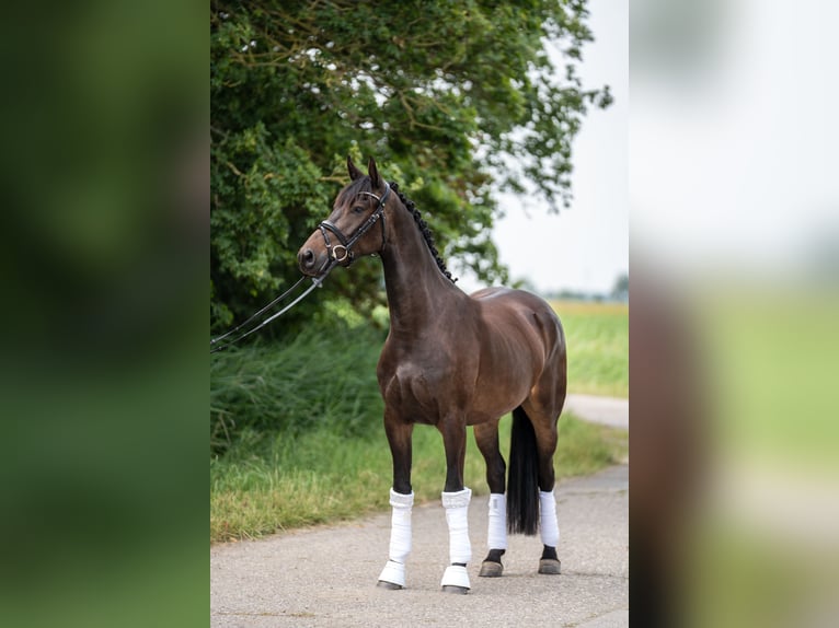Sonstige Rassen Stute 3 Jahre 158 cm Dunkelbrauner in Emden