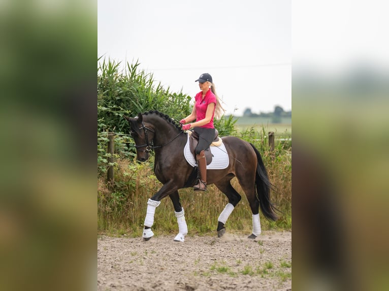 Sonstige Rassen Stute 3 Jahre 158 cm Dunkelbrauner in Emden
