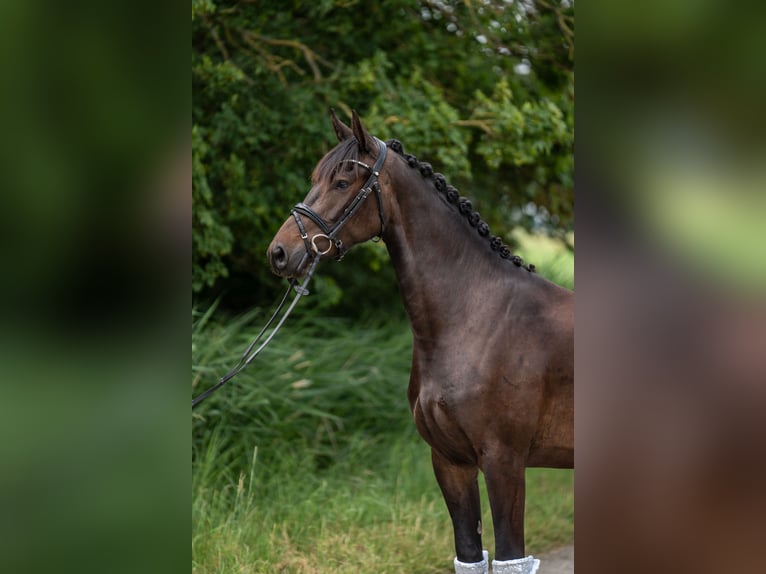 Sonstige Rassen Stute 3 Jahre 158 cm Dunkelbrauner in Emden