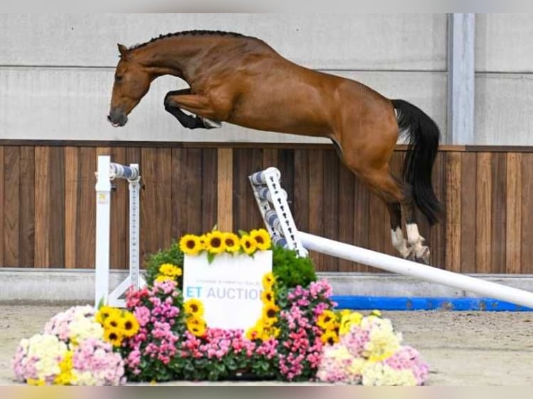 Sonstige Rassen Stute 3 Jahre 161 cm in Zele