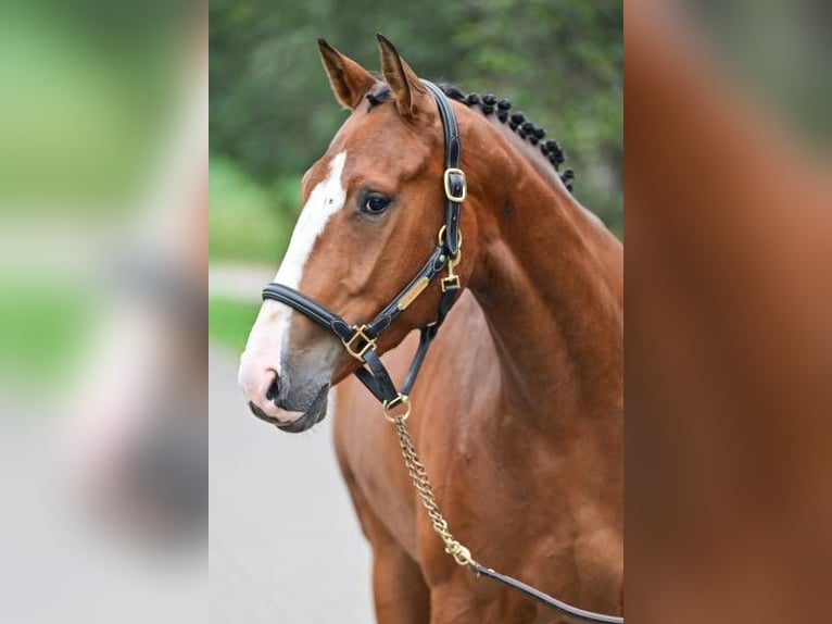 Sonstige Rassen Stute 3 Jahre 161 cm in Zele