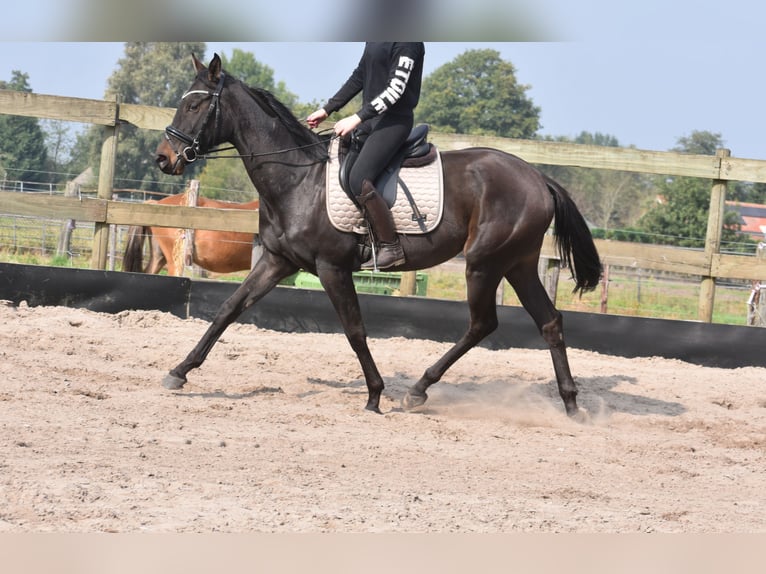 Sonstige Rassen Stute 3 Jahre 162 cm Dunkelbrauner in Achtmaal