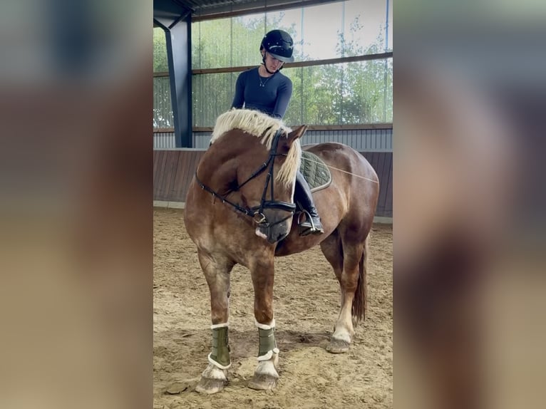 Sonstige Rassen Stute 3 Jahre 162 cm Dunkelfuchs in Bünde