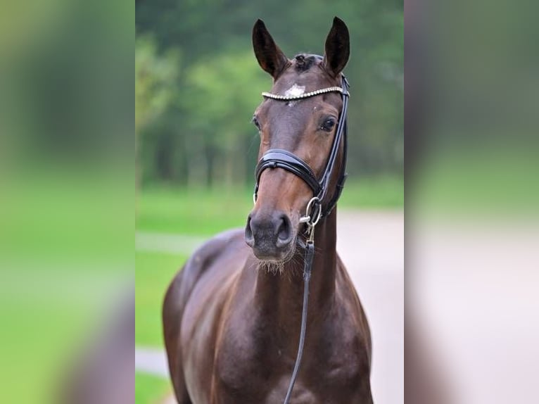 Sonstige Rassen Stute 3 Jahre 162 cm in Zele