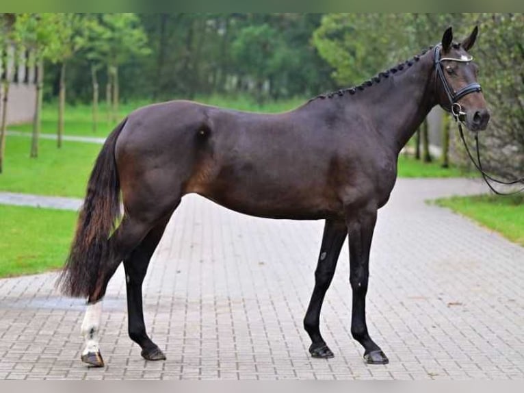 Sonstige Rassen Stute 3 Jahre 162 cm in Zele