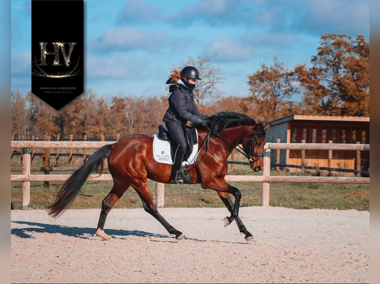 Sonstige Rassen Stute 3 Jahre 163 cm Brauner in Marly-sous-Issy