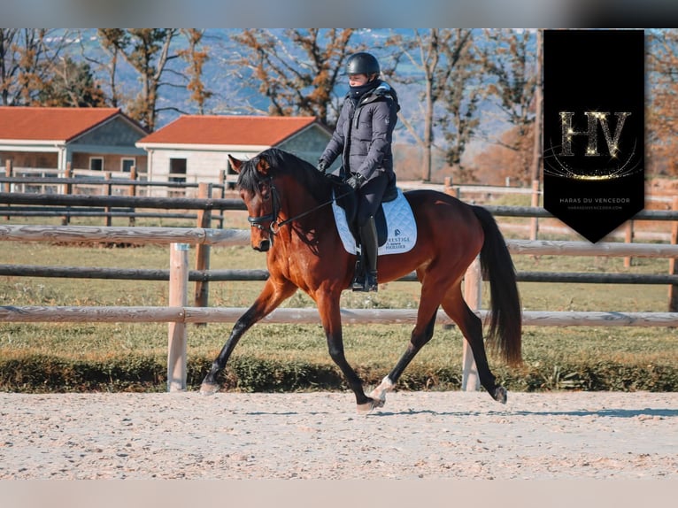 Sonstige Rassen Stute 3 Jahre 163 cm Brauner in Marly-sous-Issy