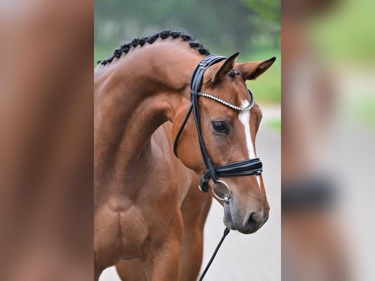 Sonstige Rassen Stute 3 Jahre 163 cm in Zele