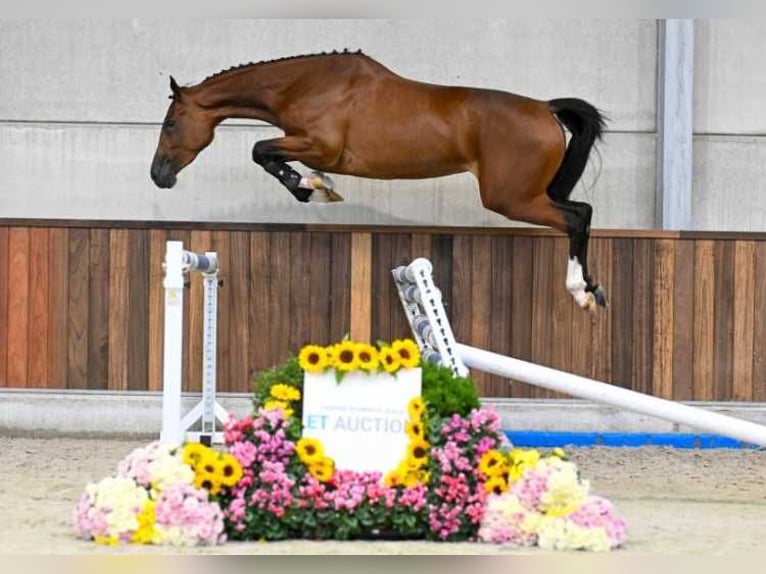 Sonstige Rassen Stute 3 Jahre 167 cm in Zele