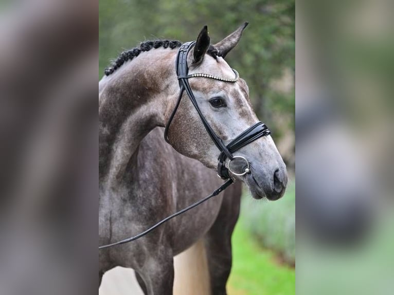 Sonstige Rassen Stute 3 Jahre 168 cm in Zele