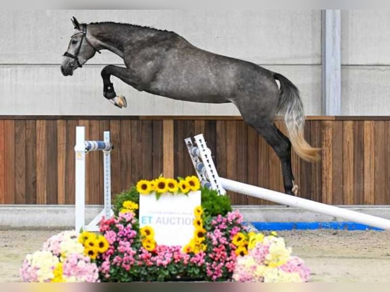 Sonstige Rassen Stute 3 Jahre 168 cm in Zele