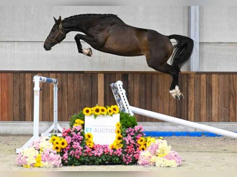 Sonstige Rassen Stute 3 Jahre 169 cm in Zele