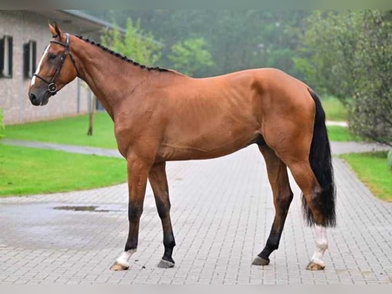 Sonstige Rassen Stute 3 Jahre 178 cm in Zele