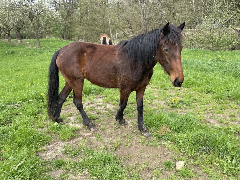 Sonstige Rassen Mix Stute 4 Jahre 137 cm Brauner in Laubach