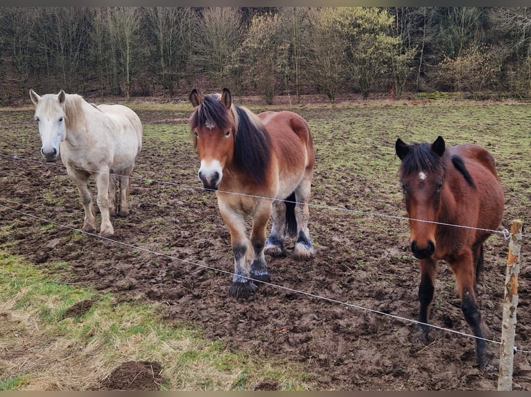 Sonstige Rassen Mix Stute 4 Jahre 137 cm Brauner in Laubach