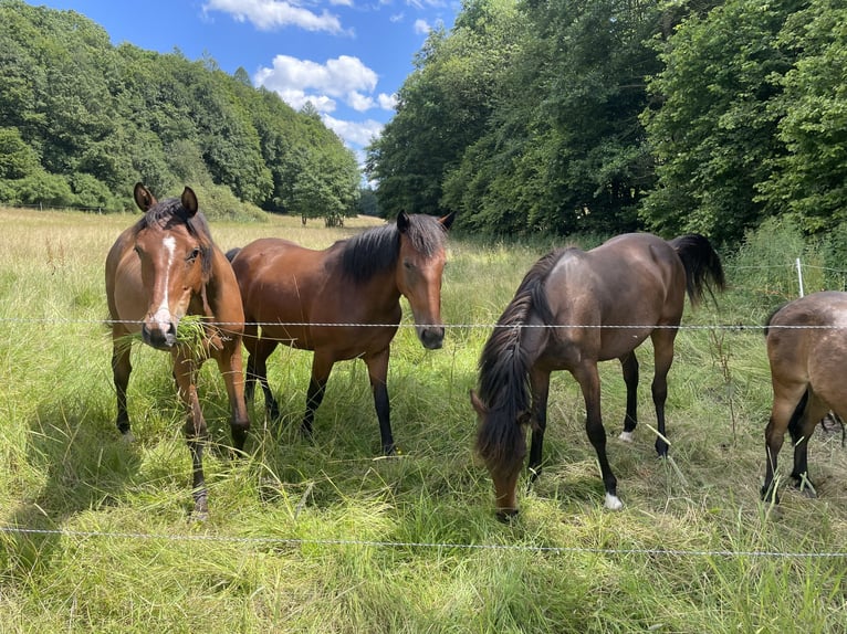 Sonstige Rassen Mix Stute 4 Jahre 137 cm Brauner in Laubach