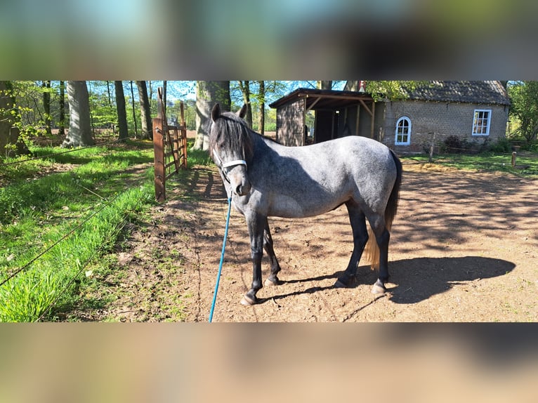 Sonstige Rassen Stute 4 Jahre 140 cm Schimmel in Boxtel