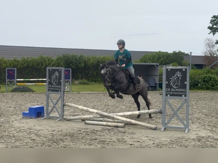 Sonstige Rassen Stute 4 Jahre 140 cm Schimmel in Boxtel