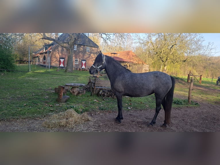 Sonstige Rassen Stute 4 Jahre 140 cm Schimmel in Boxtel