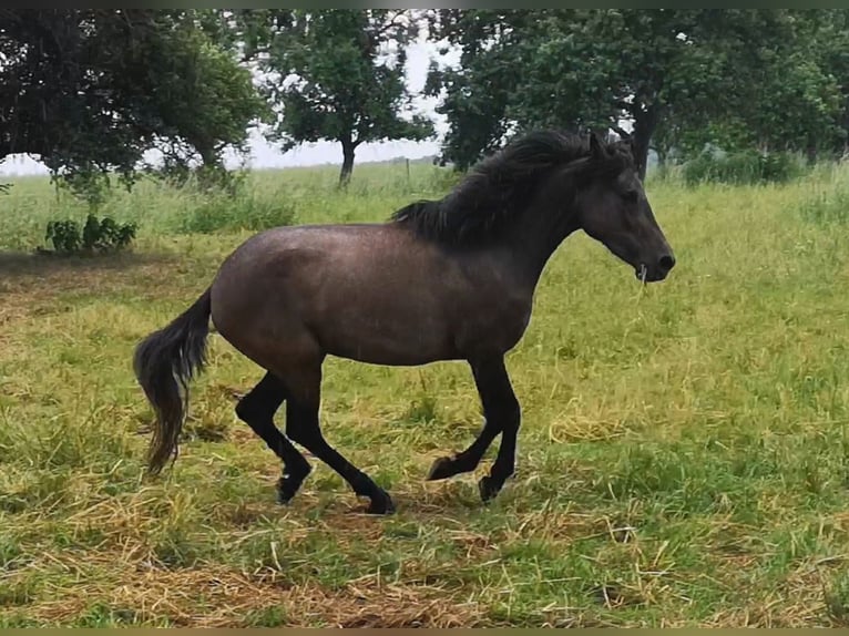 Sonstige Rassen Stute 4 Jahre 144 cm Schimmel in Pohlheim