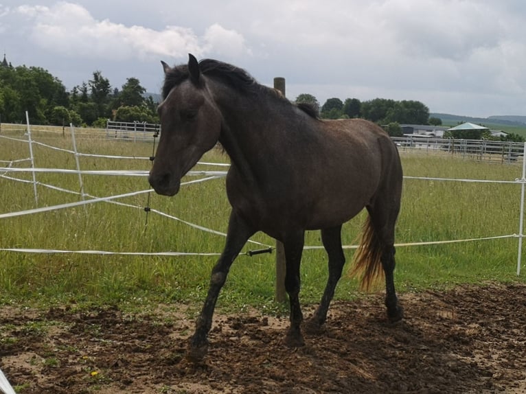 Sonstige Rassen Stute 4 Jahre 144 cm Schimmel in Pohlheim