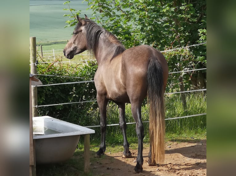 Sonstige Rassen Stute 4 Jahre 144 cm Schimmel in Pohlheim