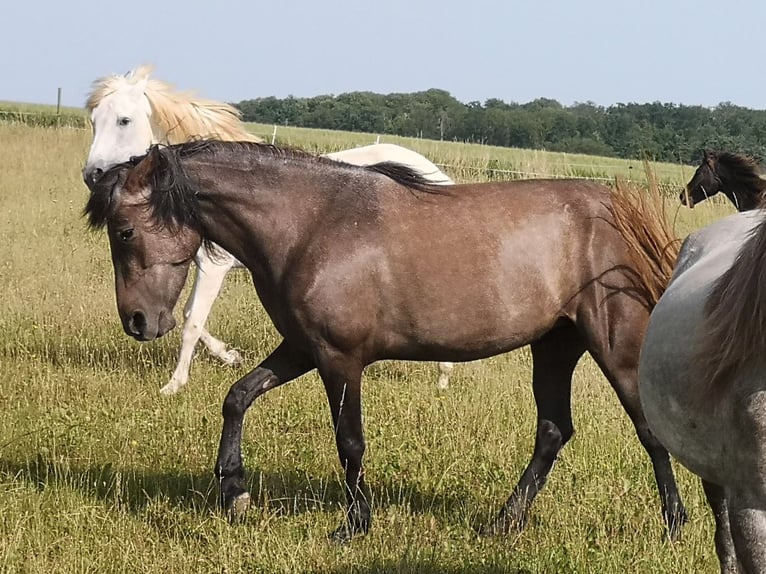 Sonstige Rassen Stute 4 Jahre 144 cm Schimmel in Pohlheim