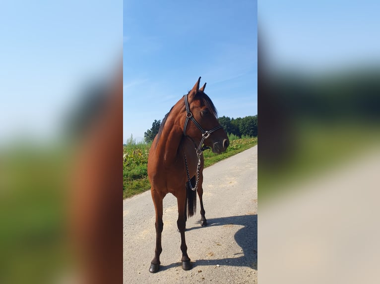 Sonstige Rassen Stute 4 Jahre 145 cm Brauner in Steinhaus