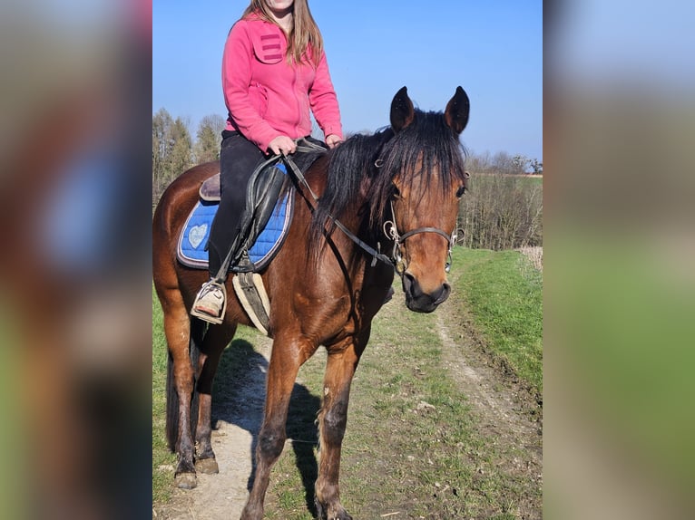 Sonstige Rassen Stute 4 Jahre 145 cm Brauner in Steinhaus