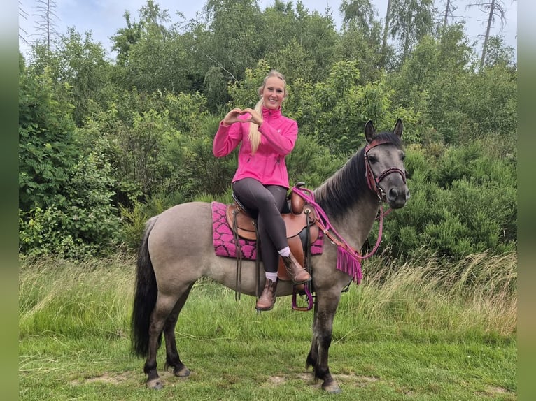 Sonstige Rassen Stute 4 Jahre 145 cm Grullo in Linkenbach