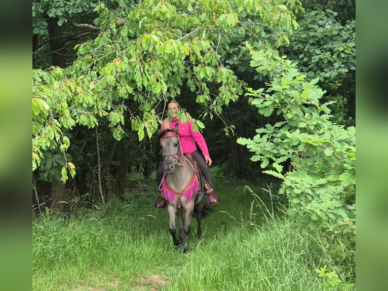 Sonstige Rassen Stute 4 Jahre 145 cm Grullo in Linkenbach