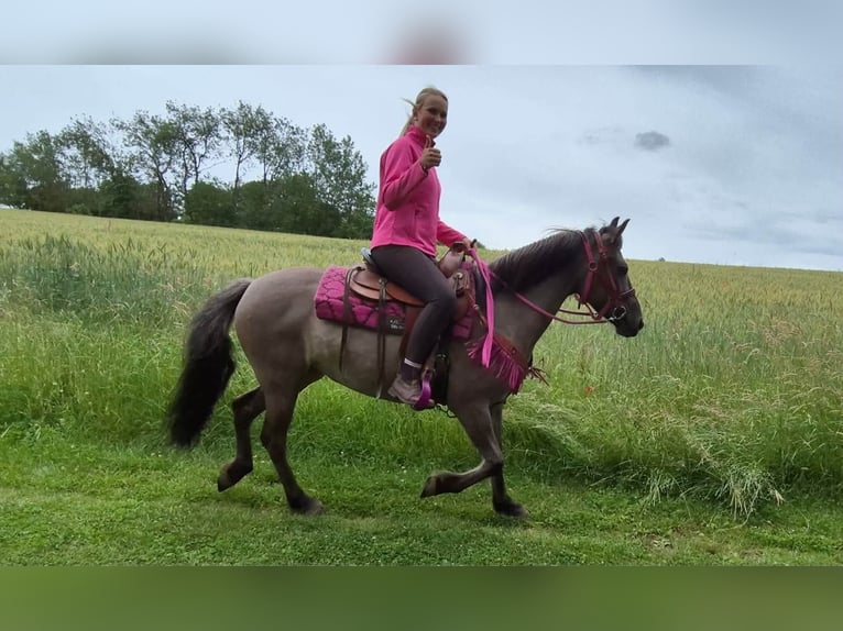 Sonstige Rassen Stute 4 Jahre 145 cm Grullo in Linkenbach
