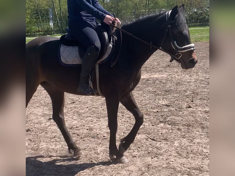 Sonstige Rassen Stute 4 Jahre 145 cm Schwarzbrauner in Heesch